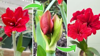 How to Make Amaryllis Rebloom  An Interesting Fact about Amaryllis Flower Bud Turn on CC [upl. by Annuahsal233]