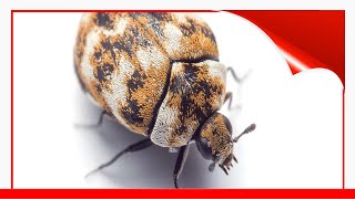 Identify 8 Insects That Eat Holes In Clothes 🛋️ [upl. by Tillion]