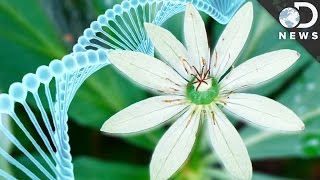 Why Do Humans Have Less DNA Than This Flower [upl. by Ehman]