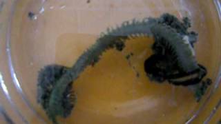 Epic battle between to marine worms [upl. by Nelav]