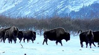 Wood Bison Alaska Buffalo Herd on the Run  Alaska Wildlife Conservation Center [upl. by Samal]