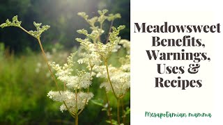 Meadowsweet benefits Uses and Recipes [upl. by Glantz]