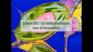 Cours B5  Le métabolisme vue densemble [upl. by Zetnas]