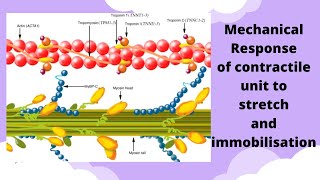 Mechanical response of contractile unit to stretch and immobilization  therapeutic [upl. by Ennairac]