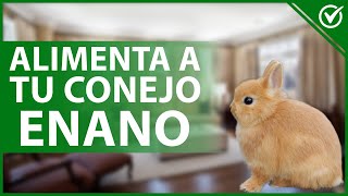 🐰 ¿Cómo ALIMENTAR a mi CONEJO ENANO  Frutas verduras y heno 🥕🐰 [upl. by Yrome174]