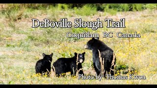 De Boville Slough  Coquitlam BC Canada [upl. by Jocelyne]