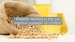 Soybean root secretions promote Massilia bacteria colonization improving seed oil content [upl. by Drazze413]