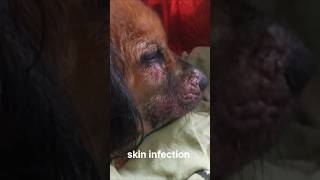 viralvideo doglover puppy skin infection recovery life my puppy brownie 2023 [upl. by Iad926]