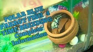 Polar Blue Parrot Fish Breeding Complete InformationpolarparrotFish Fish polarblueparrot [upl. by Bunow964]