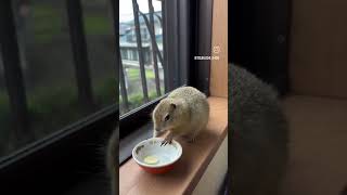 Hyrax eating dinner hyrax funnyimages cute funny music [upl. by Eiramyma]