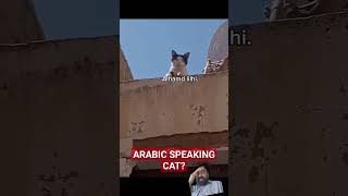 saufi cat 🐈 funny cat [upl. by Imehon]