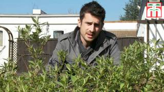 How to prune Buddleja Buzz™ video with Thompson amp Morgan [upl. by Hardden]