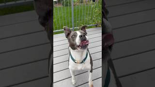 Throw your partner off a BRIDGE shorts viral funny everyday dog [upl. by Ydnal]