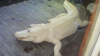 Rare Blue Eyed Albino Alligator [upl. by Caesar]