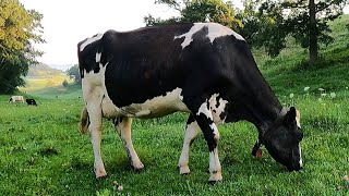 Milking Cows On A Small Family Dairy Farm [upl. by Peria508]