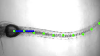 Tracking Vestibulospinal Reflex in Zebrafish Larvae [upl. by Eijneb424]