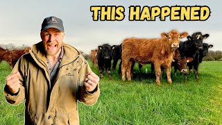 Cattle Turn Out 2024  Grassland Management  Happiest Cows In The World [upl. by Docila]