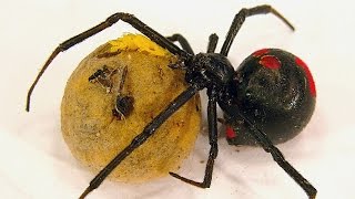 Redback Spider Egg Sac Whats Inside [upl. by Saenihp]