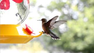 Hummingbird Facts amp Some Beautiful Footage [upl. by Eedahs]