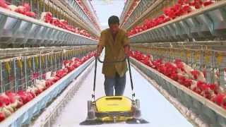 Poultry Farming  Open House Battery Cage System  Egg Production in India [upl. by Nurat]