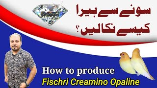 How to produced fischri creamino opaline ll Welcome Aviary Official [upl. by Aridni299]