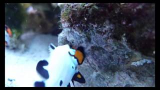 Frostbite flurry clownfish pair with eggs ready to hatch [upl. by Imekawulo61]