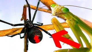 Deadly Spider Vs Giant Praying Mantis Part 2 Educational Spider Study [upl. by Reibaj]