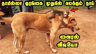 குரங்கை வளர்க்கும் நாய்  The Dog that carries the motherless monkey  Tamil Seithigal  Cine Air [upl. by Auqenahc]