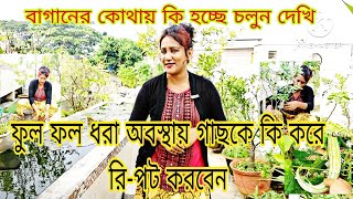 ফুল ফল ধরা অবস্থায় গাছকে কি করে রিপট করবেন। বাগানে এখন কি কি হচ্ছে চলুন দেখি gardening saat [upl. by Elodea]