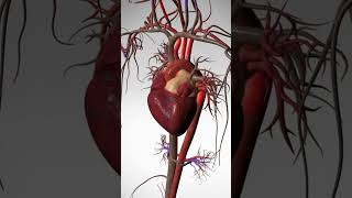 See the Wonder of Your Beating Heart  3D Animation [upl. by Bret172]