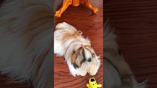 howling shihtzu dog [upl. by Kyl]