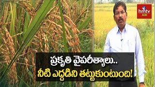 Paddy Variety WGL 915 Cultivation  hmtv Agri [upl. by Dodwell]