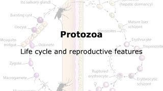 Life cycle of protozoa [upl. by Randi]