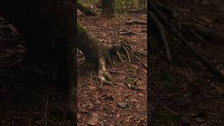 Tree rootsroots tree juured puu luontokuva nature fujifilm photography foryou naturephoto [upl. by Burny993]