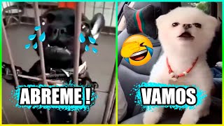 Animales Graciosos Que Hablan 😂 Parte 4 [upl. by Dotti745]