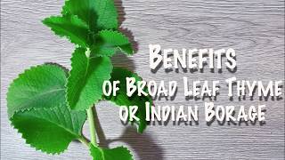 Benefits Of Broad Leaf Thyme Or Indian Borage [upl. by Butterfield217]