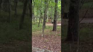 Video of Stoney Fork Campground VA from Betsy W [upl. by Nylesaj609]