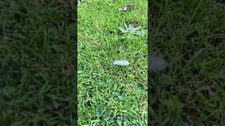 A PALE TUSSOCK IN GARDEN 1 [upl. by Sophronia]