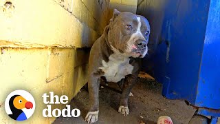 Pittie Couldnt Stop Shaking Until Her Rescuers Finally Give Her A Hug  The Dodo Pittie Nation [upl. by Maddi844]