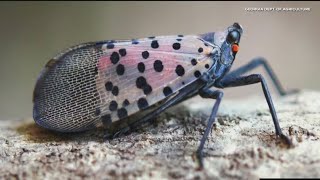 Presence of invasive Spotted Lanternfly confirmed in Georgia [upl. by Esadnac]