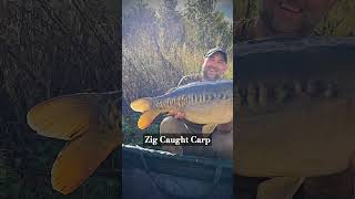 BIG CARP ON A ZIG betalin carp carps fish fishing angler angling zig Hindersbaituk uk [upl. by Yelsnya]