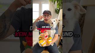 Was ist die BESTE Konsole nintendo playstation xbox hund vlog [upl. by Desdamona547]