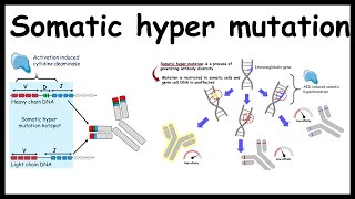 Somatic hypermutation  Generating antibody diversity [upl. by Kcyrred560]