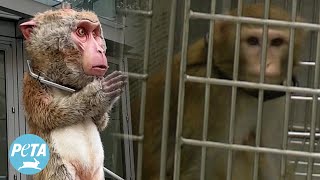 Exposing the Primate Prison at the University of Washington [upl. by Pauletta801]