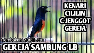 MASTERAN MURAI BATU FULL ISIAN TEMBAKAN CILILIN GEREJA LOVEBIRD KENARI CUCAK JENGGOT [upl. by Desimone499]