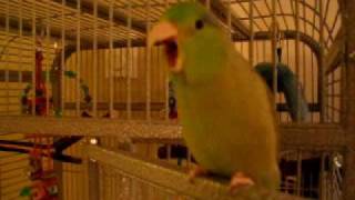 talking Parrotlet  Koolaid repeats my words [upl. by Woo948]