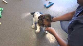 Bluebell a Basset HoundSharPei Mix available for adoption at the Wisconsin Humane Society [upl. by Dibb]