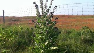 Houndstongue Cynoglossum Officinale  Gypsy Flower  20120530 [upl. by Alodi]