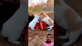 rabbit dog cute pets 283 puppy babymonky funnyanimal sonusingh [upl. by Kos66]