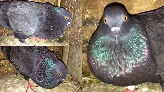 Male Pigeon Calling Female Pigeon  Pigeon Crying Cooing Sound  Black Pigeon [upl. by Schwarz]